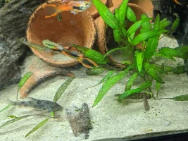 Bit of a bullying Endlers problem