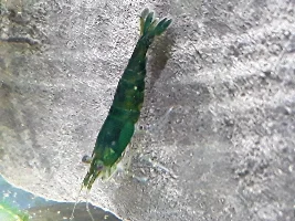 My new red, blue , emerald , tangerine tiger shrimp!!!!
