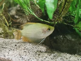 Honey gourami