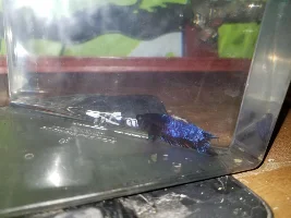 Betta fin rot