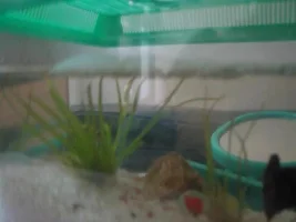 My betta