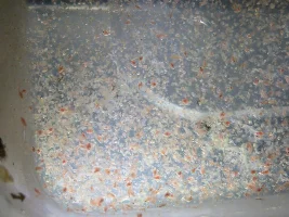 cultivating daphnia indoors