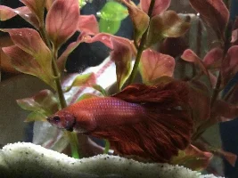Betta - Weird Behavior