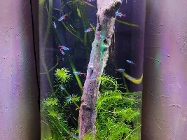 7 gallon Neon Planted Cylinder