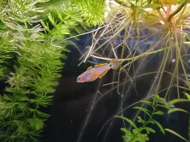 Peacock gudgeon and norman lampey, advice appreciated