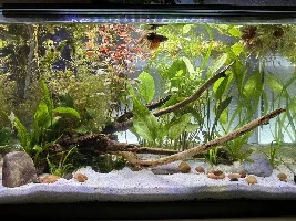Never done this with a planted tank