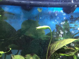Fish dying one by one - Cycled tank