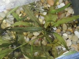 Mysterious plant