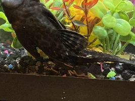 Is it a male or female?