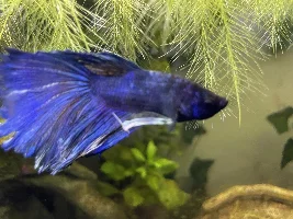 Does my male betta look sick?