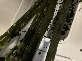 Interesting new super easy way to feed Repashi… especially to your aufwuchs eaters
