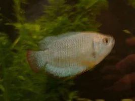 Dwarf Gourami---Is This A Female?