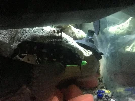 Breed of fish?