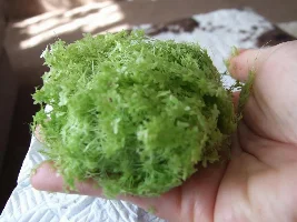 Large Portion Of Duckweed, Have A Look :) Ashford, Kent