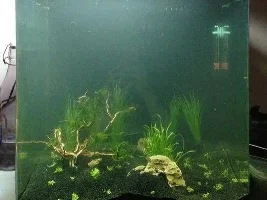 My New Aqua One Aquanano 40 - Trials And Errors!