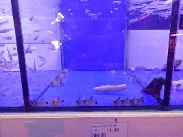 Cory Cats will arrive tomorrow!!