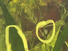 What are these growing with my guppies?