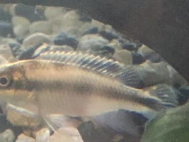Male Kribensis?