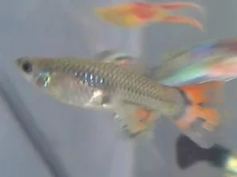 Are My Guppy's Pregnant