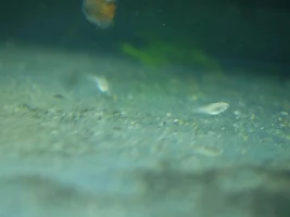 New Molly Colony! New adopted fish