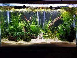29 Gallon Upgrade