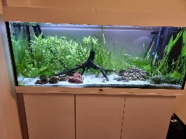 My First Attempt at a Planted Aquarium
