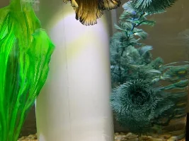 Meet our Betta