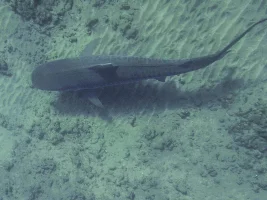 Awesome shark pictures