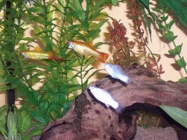 Pix of my Swordtails, Bnose and others