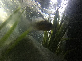 Need help indentifying gender of rams