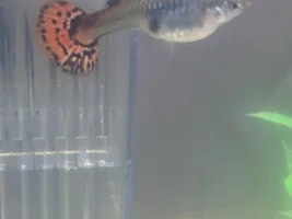How long until birth