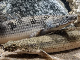 ID BICHIR? PLS? :(: