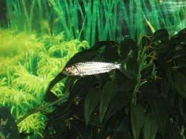 My Tank