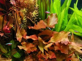 Look at my aquascape