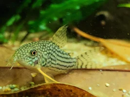 Dd's Tanks And Fish