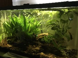 Alien Betta and Tetras