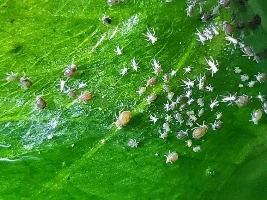 Small bug on frogbit