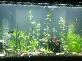 Fluval Flex Tanks and Mods