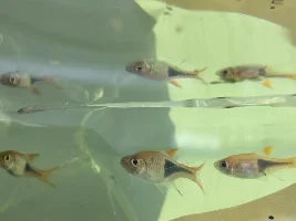 Harlequin Rasbora