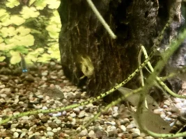 apisto hanging out with the tetras