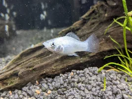 Molly just gave birth (Swordtail just gave birth)
