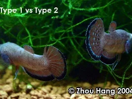 Betta Simplex with pygmy corys