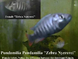 Pictures of Fish & Set Ups ( a few )