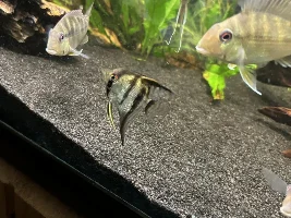 Didn’t realize how pretty these would be… Diamond Angel fish