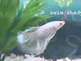 White/Cellophane Betta Developing Red Markings?
