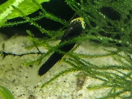 Swords and guppy babies