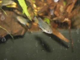 Xenotoca lyonsi