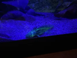New axolotl just got here