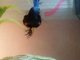 My betta has spots on is fins is this normal?? plz help..