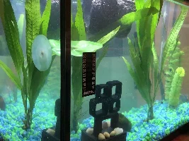 New Betta is hanging out at the top of tank